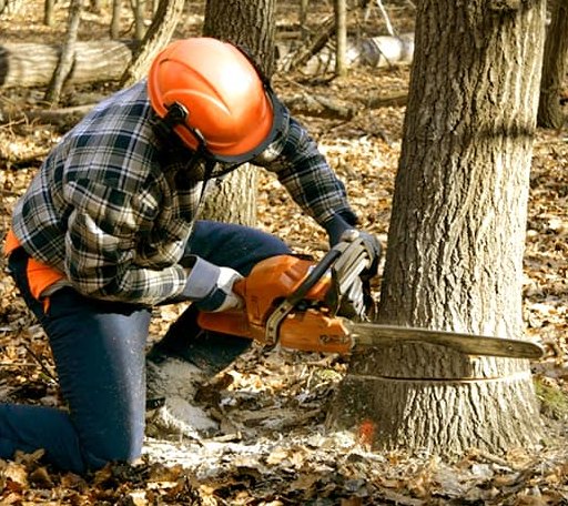 Tree Removal in Medimont, ID